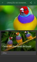 DIAMANTE DE GOULD -DANÇA imagem de tela 1