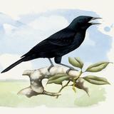 ikon Canto Pássaro Preto (Melro)