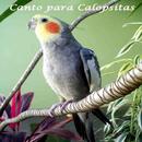 Canto para Calopsitas APK