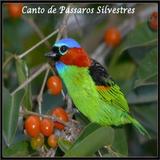 Canto Pássaros Silvestres أيقونة