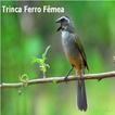 Trinca Ferro Fêmea Macheando