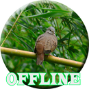 CANTO DA JURITI PUPU (Leptotila verreauxi) APK
