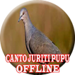 O canto da juriti pupu (OFFLINE)