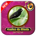 Canto de Bicudo