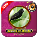 Canto de Bicudo APK