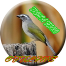 Trinca ferro bird therapy APK