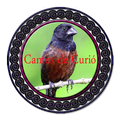 Canto de Curió