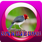 Canto do Galo de Campina || New icon