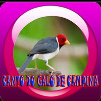 Canto do Galo de Campina || New screenshot 2