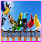 25 canto dos passaros silvestres e exoticos icon