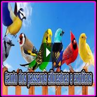 25 canto dos passaros silvestres e exoticos Affiche
