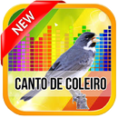 APK Canto De Coleiro TuiTui 2017