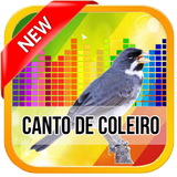 Canto De Coleiro TuiTui 2017 أيقونة