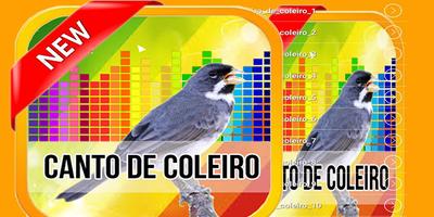 Canto De Coleiro TuiTui 2017 plakat