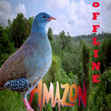 Canto de Lambu NEW series