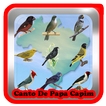 canto de papa capim coleiro tui tui offline mp3