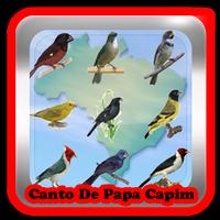 canto de papa capim coleiro tui tui offline mp3 poster