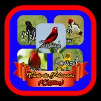 Poster Canto de Pássaros|Canto de Curio en Tico Tico