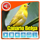 Canto De Canario Belga 2017 icono
