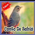 Cantos De Sabia Mp3 icono