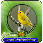 آیکون‌ Canto De Canário Da Terra mp3|100% Offline