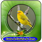 Canto De Canário Da Terra mp3|100% Offline أيقونة