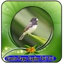 Canto De Papa Capim Tui Tui Puro|100% Offline aplikacja