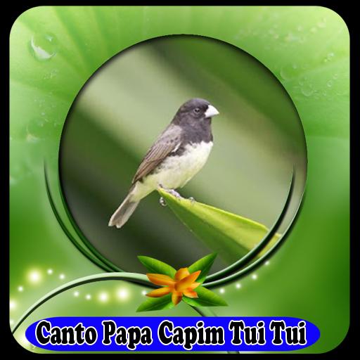 Canto De Papa Capim Tui Tui Puro100% Offline APK per Android Download