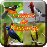 Cantos De Passaros Completo