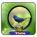 Canto de Tiziu 100% Offline|Canto de passaros mp3 APK