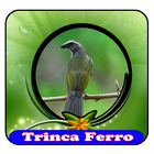 Canto de Pássaros Trinca Ferro|100% Offline ikon