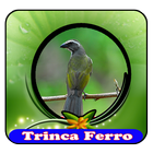 Canto de Pássaros Trinca Ferro|100% Offline icon