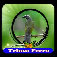 Canto de Pássaros Trinca Ferro|100% Offline Affiche