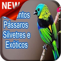 Canto de Pássaros Silvestres e Exóticos