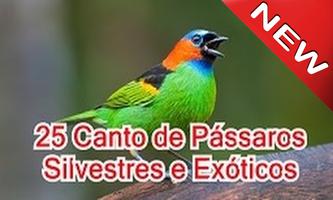 Canto de Pássaros Silvestres e Exóticos screenshot 1