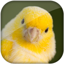 Chant de canari 2020 APK