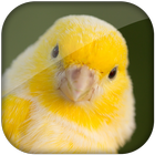 Canary bird sound icon