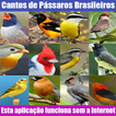 Cantos de Pássaros Brasileiros Sem internet 2018