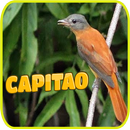 Ouça o Canto do Pássaro capitão da mata APK