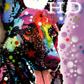 German Shepherd Wallpaper