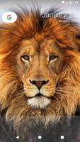 برنامه‌نما Lion Wallpapers عکس از صفحه