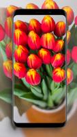 Tulip Wallpapers Affiche