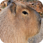 Capybara Wallpapers Zeichen