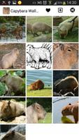 Capybara Wallpapers Affiche