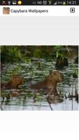 Capybara Wallpapers capture d'écran 1