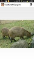 Capybara Wallpapers capture d'écran 2