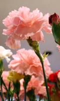 Carnation Wallpaper syot layar 1