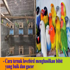 Cara ternak burung lovebird ícone