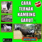 Cara Ternak Kambing Garut icône