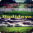 Cara Cepat Budidaya أيقونة